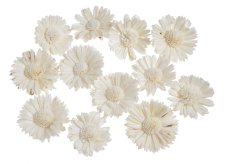 Přírodní dekorace Shola sunflower 8cmØ x 2cmH - 12ks