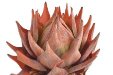 Umělá kvetoucí protea Ø17cm/ dl.74 cm
