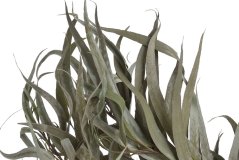 Přírodní materiál svazek Eukalyptus willow 60-70cm -150g