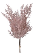Cypřiš 50 cm, 3 větvičky