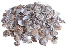 Přírodní dekorace mušle Karandai Chippy mix velikostí  3 - 5cm - 1kg