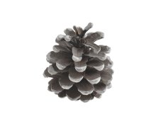 Šišky přírodní 5–8 cm s bílými konci – 10 kg
