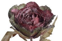 Dekorace umělá ozdobná kapusta, hlava Ø 16cm, dl.70cm