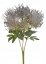 Kytice 7květů umělého Leucospermum,   květ 8 cm, dl. 48 cm