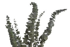 Přírodní materiál svazek Eukalyptus baby 60- 75cm, 10ks