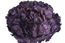 Stabilizovaná hortenzie tmavě fialová 20–25 cm