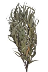 Přírodní materiál svazek Eukalyptus willow 60-70cm -150g