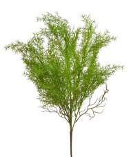 Umělý asparagus – zelená větvička 60 cm