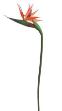 Dekorace umělá kvetoucí strelicie dl. 78cm
