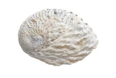 Abalone - mušle přibližně 13 cm