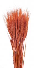 Přírodní sušené a barvené obilí na aranžování dl. 60cm_06