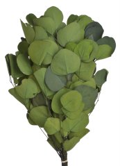 Přírodní preparovaný Eukalyptus Populus  dl. 50cm,  bal. cca 150g