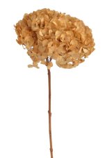 Stabilizovaná hortenzie karamelová 20–25 cm