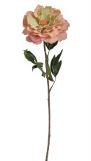 Květ rozkvetlé pivoňky na dlouhém stonku dl. 96cm