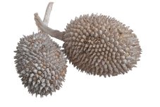 Sušený plod Jack Fruit White Wash 8–12 cm