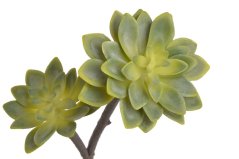 Umělé sukulenty na stonku Eonium x2 dl. 29cm