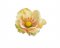Hlavička umělé anemone - sasanky, hlavička Ø 6cm - 12ks