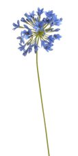 Umělá květina kvetoucí agapantus dl. 72cm