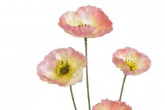 Máky 4 květy, 59 cm - růžovožluté 02