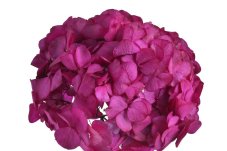 Stabilizovaná hortenzie tmavě růžová 20–25 cm
