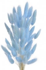 Přírodní sušený,bělený/barvený lagurus dl. 60cm  LT.BLUE