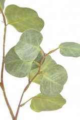 Eukalyptus populus 70cm, barva G1