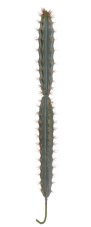 Umělý vysoký kaktus Ø 7cm/ H. 73cm