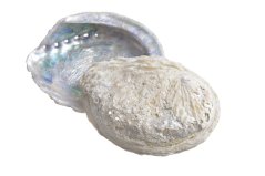 Abalone - mušle přibližně 13 cm