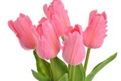 Tulipán papouščí 5 ks ve svazku s listy, 32 cm, barva 17