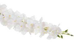 Girlanda umělé hortenzie dl. 120cm