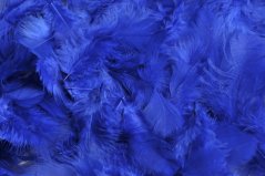 Přírodní barvené peří 7 - 12 cm, DK.BLUE_028