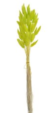 Přírodní sušený,bělený/barvený lagurus dl. 60cm  LT.GREEN