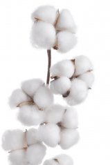Přírodní bavlna na drátěné větvičce, hlavička 5,5 cm, celkem dl. 57 cm