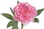 Umělá pivoňka na stonku, hlavička Ø12cm/dl.56cm