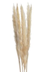 Přírodní dekorace tráva pampová krémová dl.65 - 75cm - 6ks