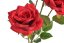 Umělá růže na stonku 2 květy a poupě s listy, hlavičky Ø 9 cm, dl. 64 cm