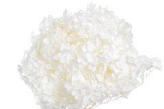 Přírodní preparovaná hortenzie,  hlavička Ø 20cm dl. celkem 62cm - 1-2ks