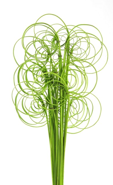 Přírodní barvená dekorace  cane coil dl. 60cm - 25ks - Barva: Zelená střední