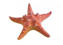 Letní dekorace umělá mořská hvězdice 11,3cmL x 4,4cmW x 11,6cm